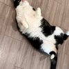 Austin Cat Sitters gift card