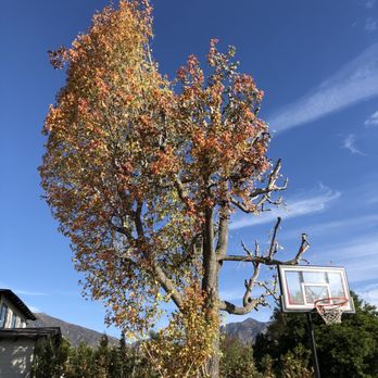 Al’s Tree Care - Tree Services Near Me Al’s Tree Care - Tree Services Near Me