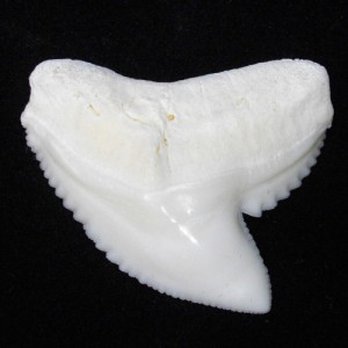 Aloha Dental - Cosmetic Dentists Near Me - Silverdale, Washington Aloha Dental - Cosmetic Dentists Near Me - Silverdale, Washington