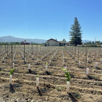 Hagafen Cellars - Olive trees just planted - Wineries Near Me - Napa, California