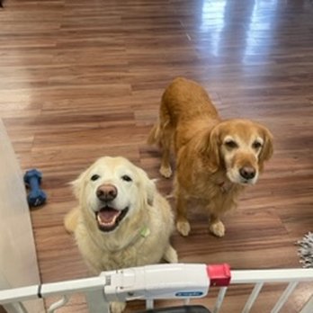 Whole Dogz - Pet Sitting Near Me - Alexandria, Virginia Whole Dogz - Pet Sitting Near Me - Alexandria, Virginia