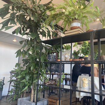 Anepalco - Fish tail palm to the ceiling - Mexican Near Me - Orange, California
