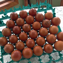 More hatching eggs ...