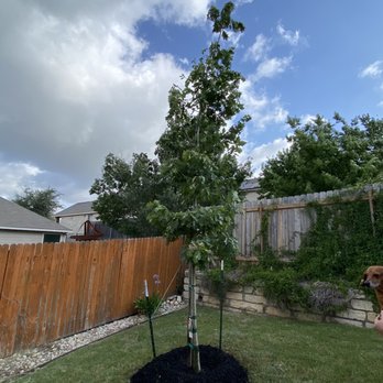 Moon Valley Nurseries - Red oak - Nurseries & Gardening Near Me - Buda, Texas Moon Valley Nurseries - Red oak - Nurseries & Gardening Near Me - Buda, Texas