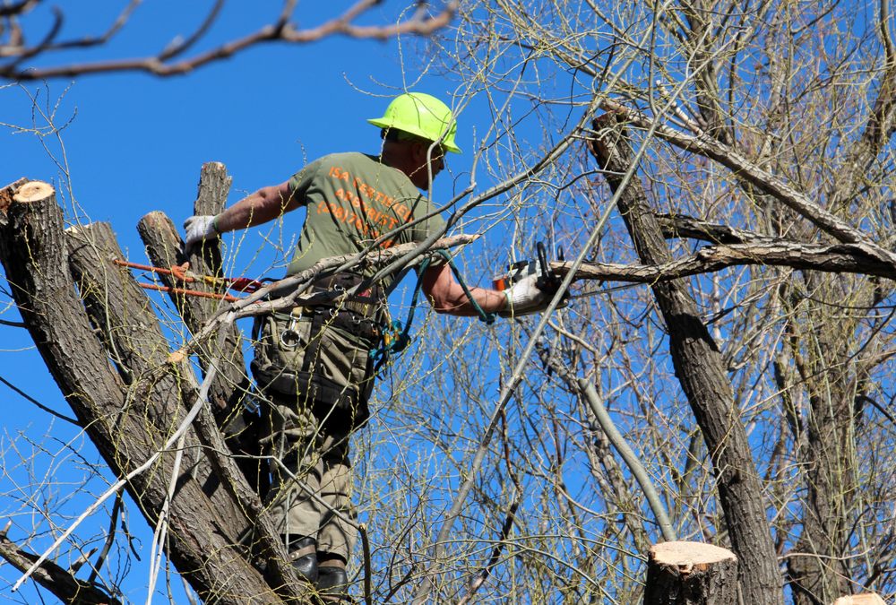 Impressive Trimming and Firewood - tree service in Caldwell, ID