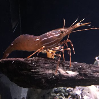 Seattle Aquarium - Aquariums Near Me - Seattle, Washington