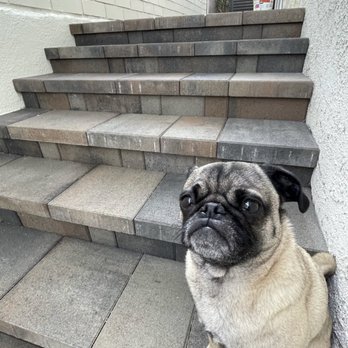 Saddleback Pavers - Now "Wrinkles" is happy he can safely come outside! - Masonry/Concrete Near Me Saddleback Pavers - Now "Wrinkles" is happy he can safely come outside! - Masonry/Concrete Near Me