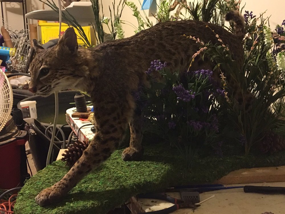 Natural Impressions Taxidermy - taxidermy in Houston, TX