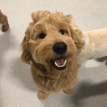 EveryDog - Pet Training Near Me - Tustin, California EveryDog - Pet Training Near Me - Tustin, California