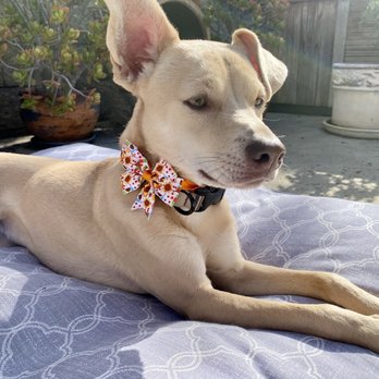 Pet Salon - Pet Groomers Near Me - Mentone, California