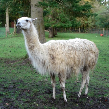 Dean Ford - Llama, Dean Castle Country Park, Kilmarnock - Landmarks & Historical Buildings Near Me - Kilmarnock, EAY Dean Ford - Llama, Dean Castle Country Park, Kilmarnock - Landmarks & Historical Buildings Near Me - Kilmarnock, EAY