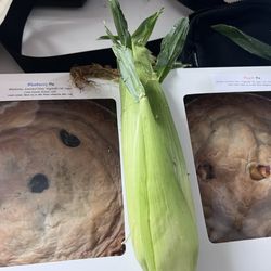 Lewis Orchards - Pies: blueberry and peach Bi-color corn (3) dozen