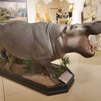 The Dinosaur Store - Museums Near Me - Cocoa Beach, Florida The Dinosaur Store - Museums Near Me - Cocoa Beach, Florida