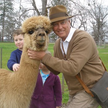 Alpacas at Lone Ranch - Pets Near Me Alpacas at Lone Ranch - Pets Near Me