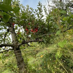 Sanger Farms - Apple trees