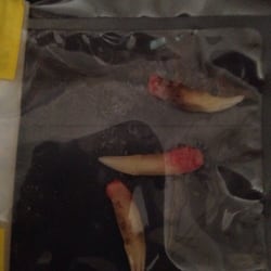 Northumberland Veterinary Services - Poor Simon...... Remember dental care for your pet.... Don't put your poor pet through this!