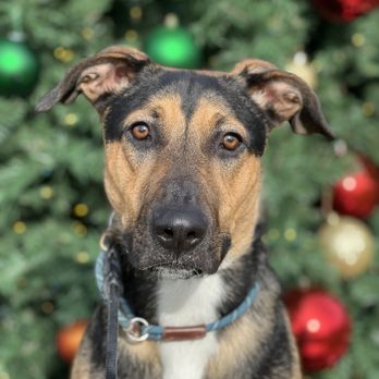 Beyond Boundaries K9 Solutions - Pet Training Near Me