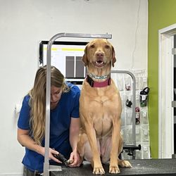Sydnee's Pet Grooming - Emma getting her quick PAWdicure from Vanessa