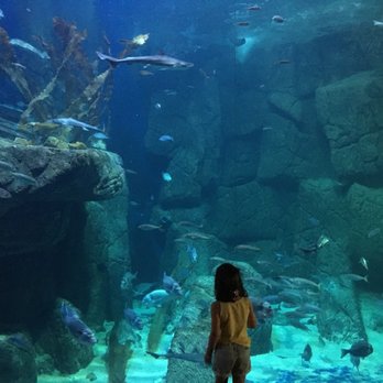 L'Aquashow - Bassin géant - Aquariums Near Me - Audierne, 29