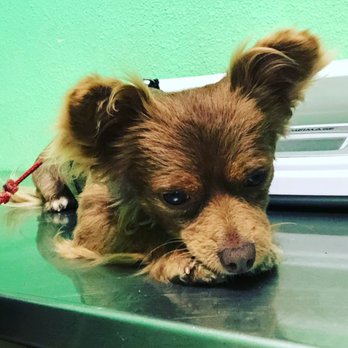 Grantline Veterinary Hospital - Veterinarians Near Me - Tracy, California