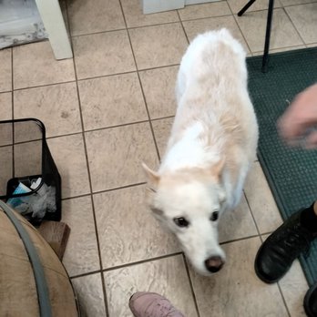 Olof Cellars - Their mascot doggie! - Wine Tasting Room Near Me - Lakeport, California Olof Cellars - Their mascot doggie! - Wine Tasting Room Near Me - Lakeport, California