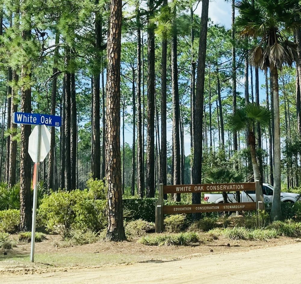 White Oak Image