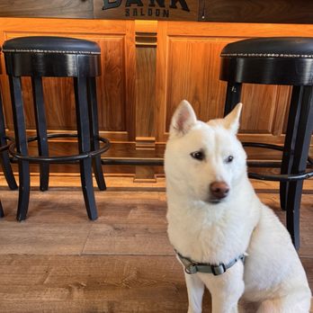 Bank Saloon - dogs used to be allowed but there was a dog fight that ruined the fun for everyone.   But bodhi's a service dog now ISNT HE!!!!!!? - Cocktail Bars Near Me - Carson City, Nevada
