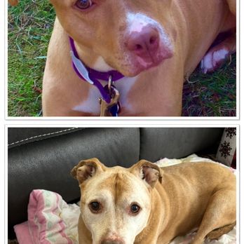 CodaPet - My sweet Lexi - Veterinarians Near Me