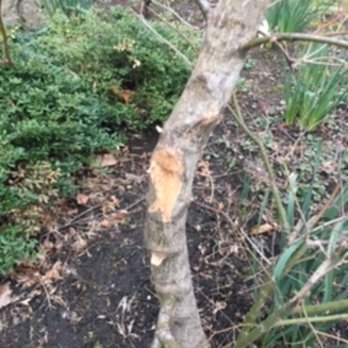Oak Hill Wood Service - huge gouge in tree where large branch was ripped off tree - Tree Services Near Me - Westminster, Maryland Oak Hill Wood Service - huge gouge in tree where large branch was ripped off tree - Tree Services Near Me - Westminster, Maryland