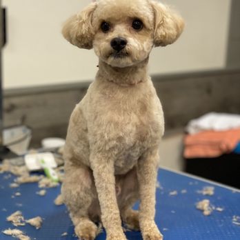 Vlada's Dog Grooming - Maltipoo - Pet Groomers Near Me - Brooklyn, New York Vlada's Dog Grooming - Maltipoo - Pet Groomers Near Me - Brooklyn, New York