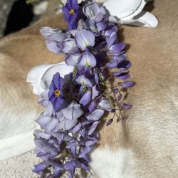 Peaceful Pathways - We placed flowers around her neck to send her over the rainbow bridge