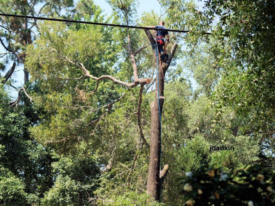 OF THE JUNGLE TREE SERVICE Updated September 2024