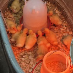 Tractor Supply - When you are only allowed to look and not touch (sobs)