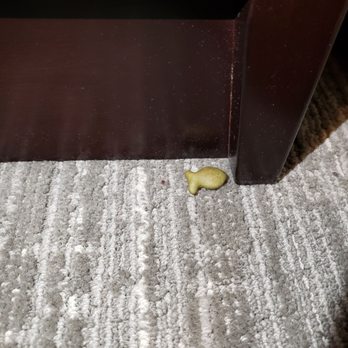 Homewood Suites by Hilton Amarillo - I have never seen a green goldfish - Hotels Near Me - Amarillo, Texas Homewood Suites by Hilton Amarillo - I have never seen a green goldfish - Hotels Near Me - Amarillo, Texas
