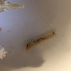 Lee's Famous Recipe Chicken - Took the breaking off. Obviously a bone