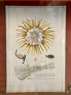 The Linnaeus Museum by null