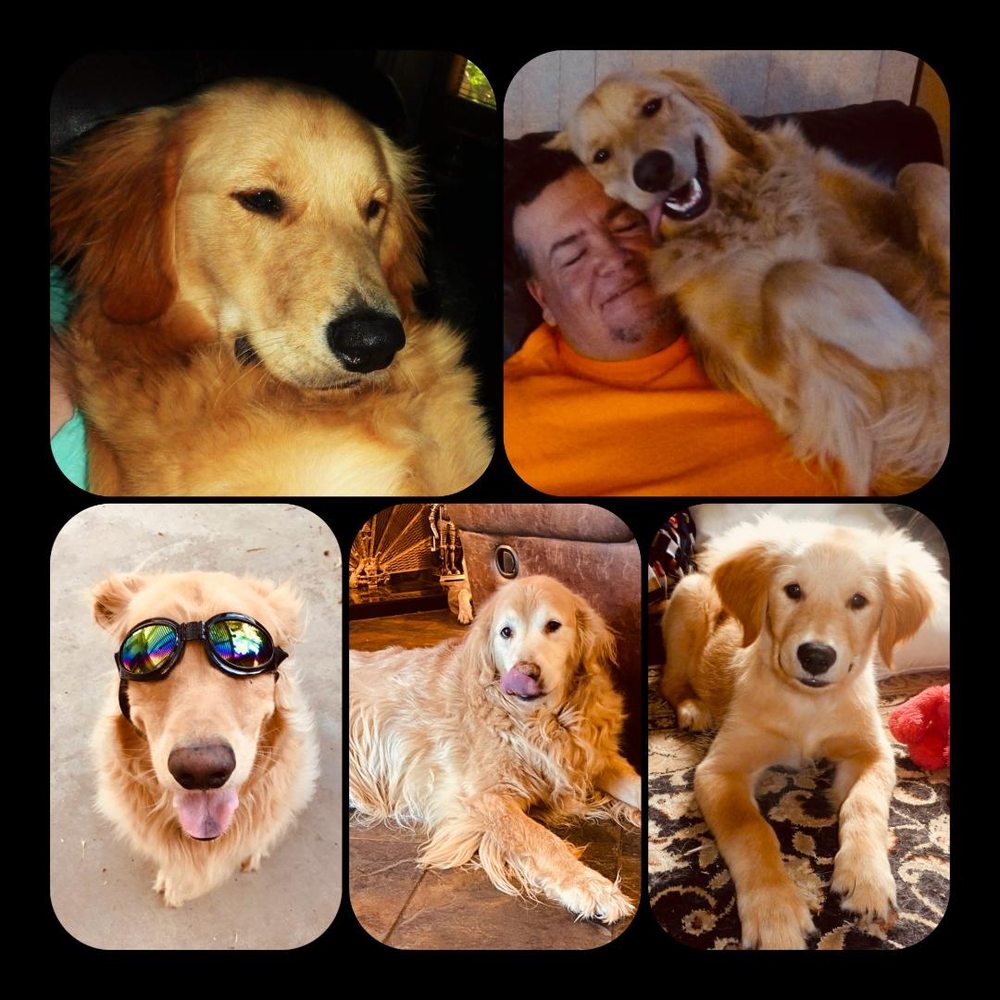 LAKE ELSINORE ANIMAL HOSPITAL 82 Photos & 227 Reviews 31577 Canyon