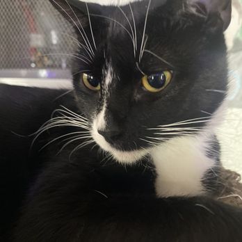The Taco Boss - My cat - Tacos Near Me - Orange, California The Taco Boss - My cat - Tacos Near Me - Orange, California