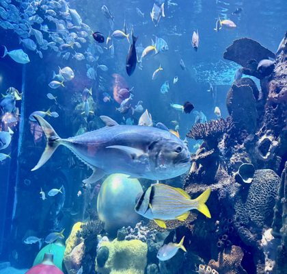 The Aquarium at Silverton Casino by null