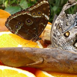 Allgäuer Schmetterling Erlebiswelt