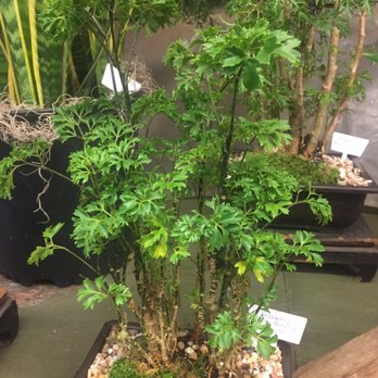 Sunshine Miniature Trees - Nurseries & Gardening Near Me - Dallas, Texas