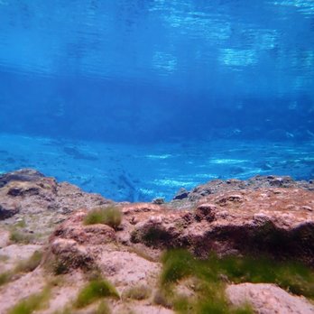 Bird's Underwater - Diving Near Me - Crystal River, Florida