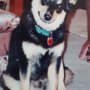 Photo of Natural Dog Behavior Training