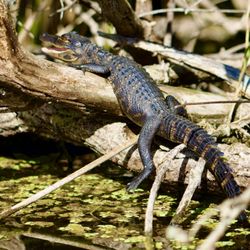 Tour The Glades - Private Wildlife Tours
