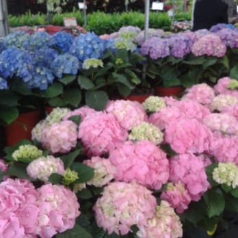 Houston Garden Center - Nurseries & Gardening Near Me - Houston, Texas Houston Garden Center - Nurseries & Gardening Near Me - Houston, Texas