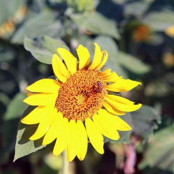 Wild Berry Farm - a bee on a sunflower - Farmers Market Near Me - Sadler, Texas Wild Berry Farm - a bee on a sunflower - Farmers Market Near Me - Sadler, Texas