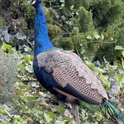Warm Springs Inn & Winery - Prince the peacock