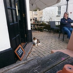 The Crown - The pub cat