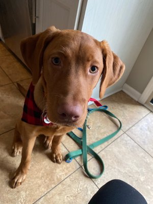 Doggie In The Window LLC