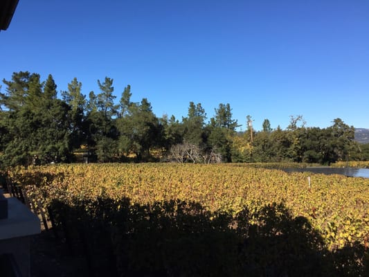 Staglin Family Vineyard by null